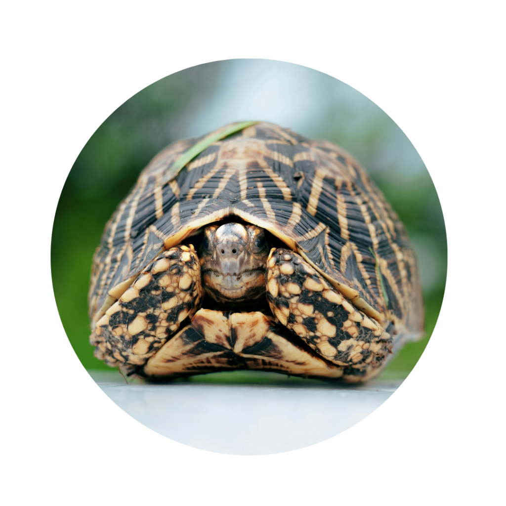 Vermijden uit lijfsbehoud versus De Leerkuil